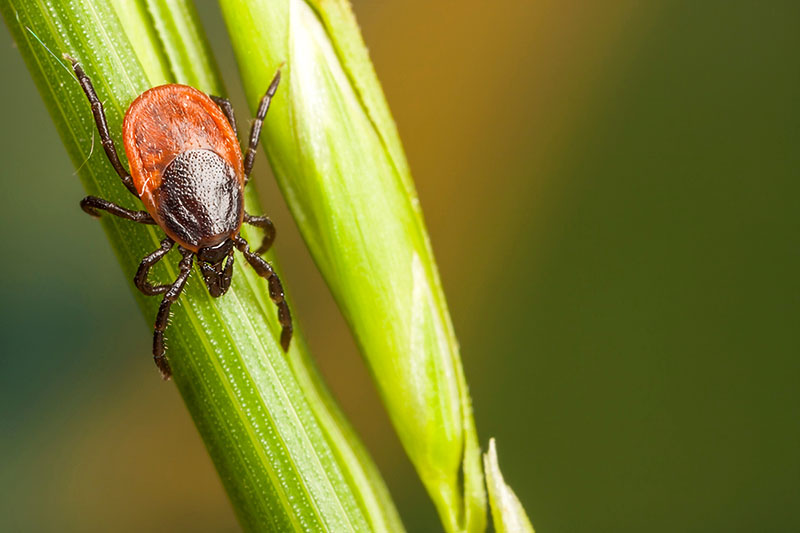 Tick on a plant straw in the forest. 