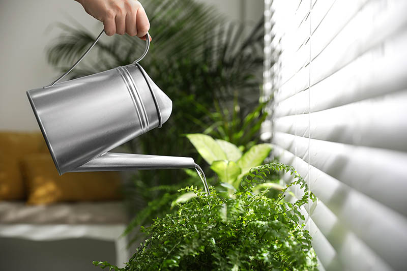 Woman watering beneficial house plants.