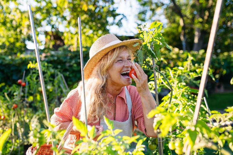 Smiling elderly gardener harvesting fresh tomato in garden, holding fresh produce.