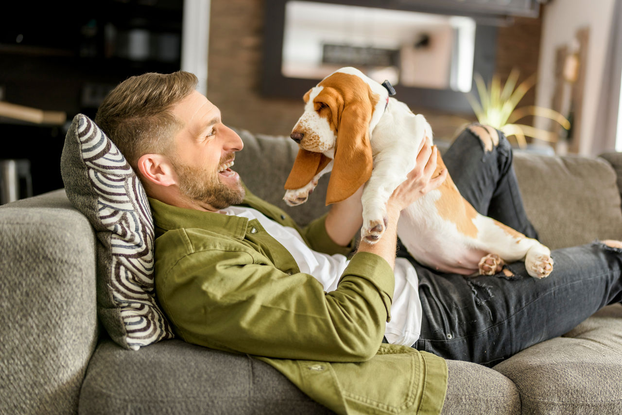 A Man Playing With basset Pet Dog At Home sofa.