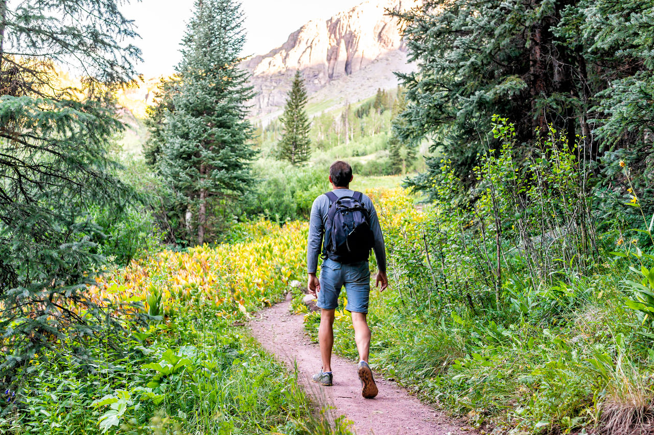 Man backpack walking on trail path to Ice lake in Silverton, Colorado in August 2019 summer morning green valley and false hellebore plants Man backpack walking on trail path to Ice lake in Silverton, Colorado in August 2019 summer morning green valley and false hellebore plants